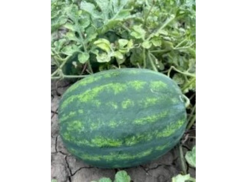 Люмен F1 - насіння кавуна, 1000нас., Libra Seeds Люмен F1 - насіння кавуна, 1000нас., Libra Seeds